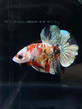 Load image into Gallery viewer, Male Halfmoon Plakat - Candy Copper #2587 - Live Betta Fish
