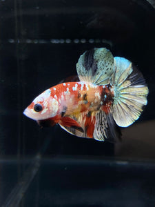 Male Halfmoon Plakat - Candy Copper #2587 - Live Betta Fish