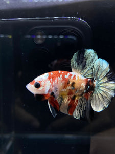 Male Halfmoon Plakat - Candy Copper #2587 - Live Betta Fish