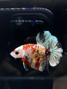 Male Halfmoon Plakat - Candy Copper #2587 - Live Betta Fish