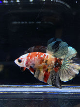 Load image into Gallery viewer, Male Halfmoon Plakat - Candy Copper #2587 - Live Betta Fish
