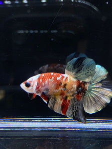 Male Halfmoon Plakat - Candy Copper #2587 - Live Betta Fish