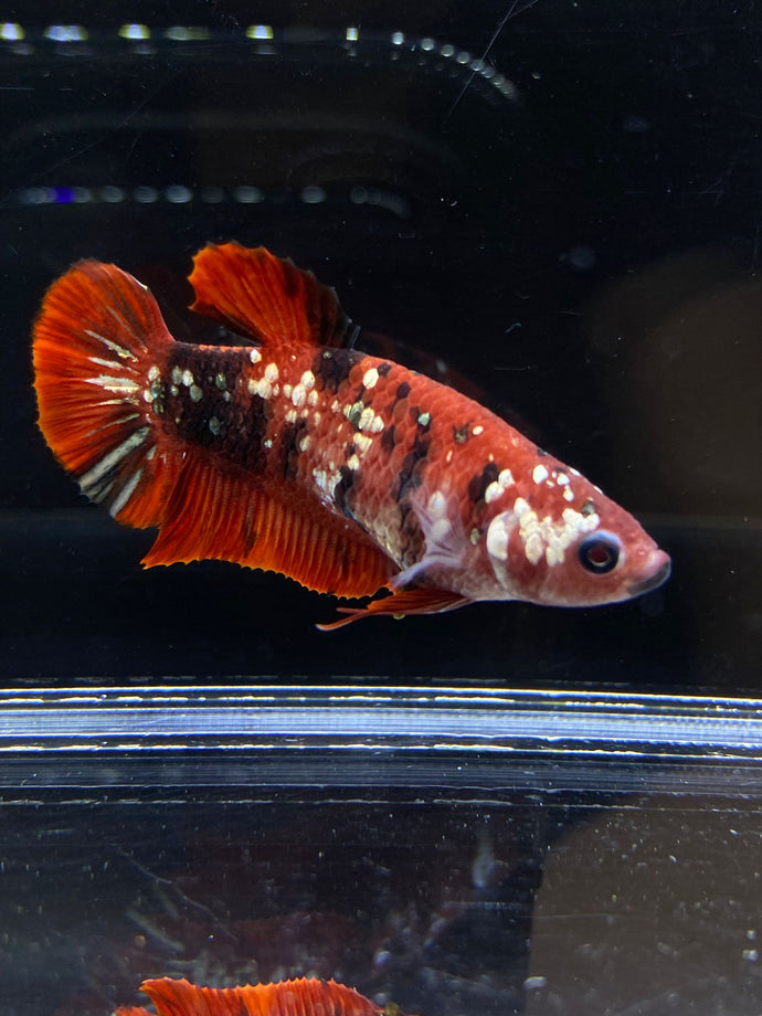 Female Halfmoon Plakat - Red Koi Copper #2588 - Live Betta Fish