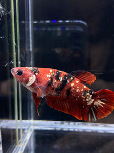 Female Halfmoon Plakat - Red Koi Copper #2588 - Live Betta Fish