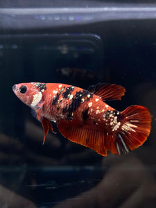 Female Halfmoon Plakat - Red Koi Copper #2588 - Live Betta Fish