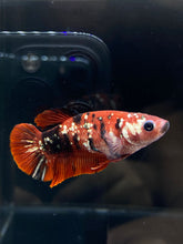 Load image into Gallery viewer, Female Halfmoon Plakat - Red Koi Copper #2588 - Live Betta Fish
