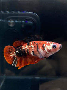 Female Halfmoon Plakat - Red Koi Copper #2588 - Live Betta Fish