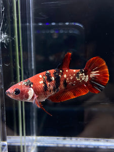 Female Halfmoon Plakat - Red Koi Copper #2588 - Live Betta Fish