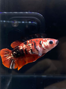 Female Halfmoon Plakat - Red Koi Copper #2588 - Live Betta Fish