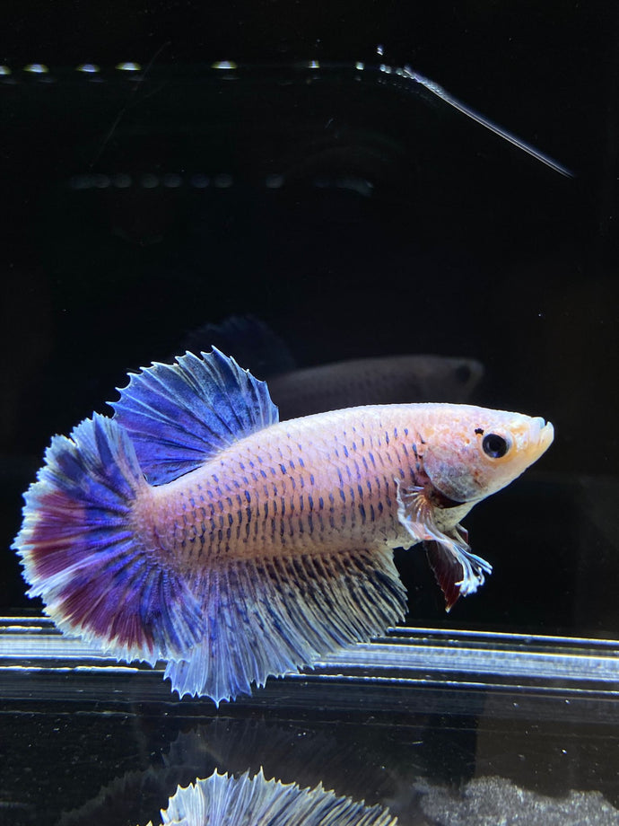 TOP GRADE Female Rosetail - Pastel #2590 - Live Betta Fish