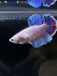 TOP GRADE Female Rosetail - Pastel #2590 - Live Betta Fish