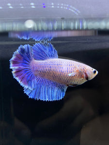 TOP GRADE Female Rosetail - Pastel #2590 - Live Betta Fish