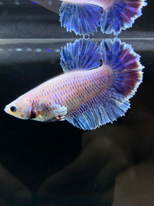 TOP GRADE Female Rosetail - Pastel #2590 - Live Betta Fish