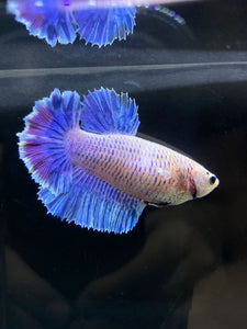 TOP GRADE Female Rosetail - Pastel #2590 - Live Betta Fish