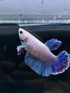 TOP GRADE Female Rosetail - Pastel #2590 - Live Betta Fish