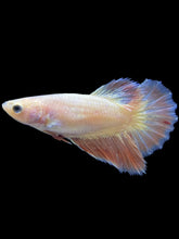 Load image into Gallery viewer, TOP GRADE Female Halfmoon - Pastel Pink #2591 - Live Betta Fish
