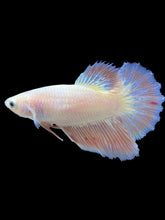 Load image into Gallery viewer, TOP GRADE Female Halfmoon - Pastel Pink #2591 - Live Betta Fish
