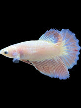 Load image into Gallery viewer, TOP GRADE Female Halfmoon - Pastel Pink #2591 - Live Betta Fish
