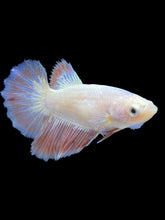 Load image into Gallery viewer, TOP GRADE Female Halfmoon - Pastel Pink #2591 - Live Betta Fish
