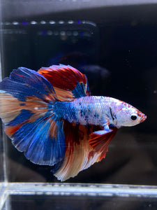 Male Halfmoon - Galaxy #2594 - Live Betta Fish