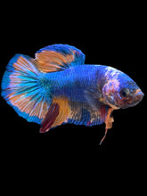 Load image into Gallery viewer, GIANT Male Halfmoon Plakat - Candy #2594 - Live Betta Fish
