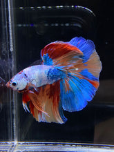 Load image into Gallery viewer, Male Halfmoon - Galaxy #2594 - Live Betta Fish
