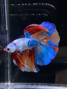 Male Halfmoon - Galaxy #2594 - Live Betta Fish