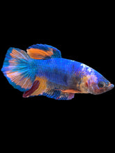 Load image into Gallery viewer, GIANT Male Halfmoon Plakat - Candy #2594 - Live Betta Fish
