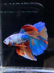 Male Halfmoon - Galaxy #2594 - Live Betta Fish