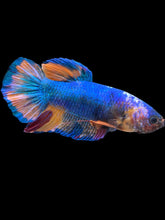 Load image into Gallery viewer, GIANT Male Halfmoon Plakat - Candy #2594 - Live Betta Fish

