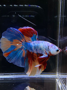 Male Halfmoon - Galaxy #2594 - Live Betta Fish