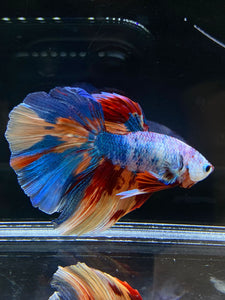 Male Halfmoon - Galaxy #2594 - Live Betta Fish