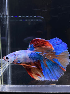 Male Halfmoon - Galaxy #2594 - Live Betta Fish