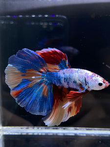 Male Halfmoon - Galaxy #2594 - Live Betta Fish