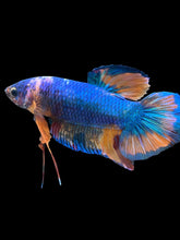 Load image into Gallery viewer, GIANT Male Halfmoon Plakat - Candy #2594 - Live Betta Fish
