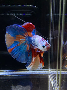 Male Halfmoon - Galaxy #2594 - Live Betta Fish