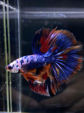 Load image into Gallery viewer, Male Halfmoon - Multicolor #2596 - Live Betta Fish
