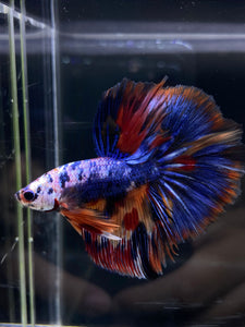 Male Halfmoon - Multicolor #2596 - Live Betta Fish