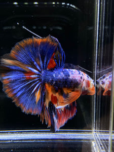 Male Halfmoon - Multicolor #2596 - Live Betta Fish