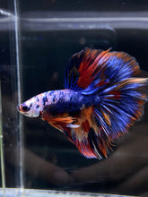 Load image into Gallery viewer, Male Halfmoon - Multicolor #2596 - Live Betta Fish
