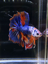 Load image into Gallery viewer, Male Halfmoon - Multicolor #2596 - Live Betta Fish
