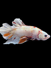 Load image into Gallery viewer, GIANT Male Halfmoon Plakat - Snow Candy #2596 - Live Betta Fish
