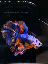 Load image into Gallery viewer, Male Halfmoon - Multicolor #2596 - Live Betta Fish
