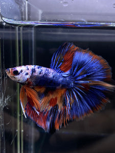 Male Halfmoon - Multicolor #2596 - Live Betta Fish