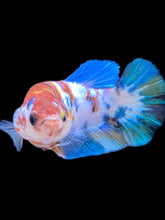 Load image into Gallery viewer, Female Halfmoon Plakat - Galaxy #2597 - Live Betta Fish
