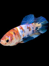 Load image into Gallery viewer, Female Halfmoon Plakat - Galaxy #2597 - Live Betta Fish

