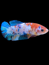 Load image into Gallery viewer, Female Halfmoon Plakat - Galaxy #2597 - Live Betta Fish
