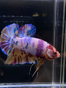 GIANT Male Halfmoon Plakat - Purple Unicorn #2598 - Live Betta Fish