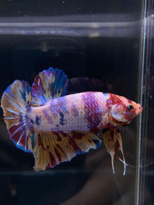 GIANT Male Halfmoon Plakat - Purple Unicorn #2598 - Live Betta Fish