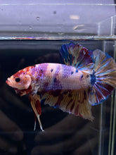 Load image into Gallery viewer, GIANT Male Halfmoon Plakat - Purple Unicorn #2598 - Live Betta Fish
